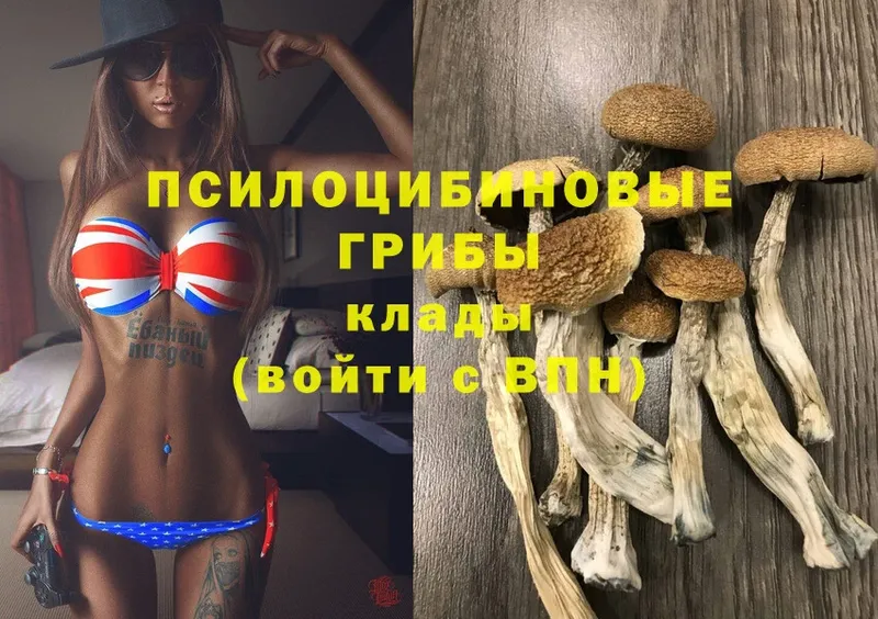 даркнет клад  Ковылкино  Псилоцибиновые грибы Psilocybe 